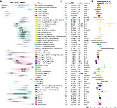 Genetic screening for hypertension and COVID-19 reveals functional variation of SPEG potentially associated with severe COVID-19 in women